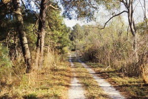 Most roads on Sapelo Island are like this.
